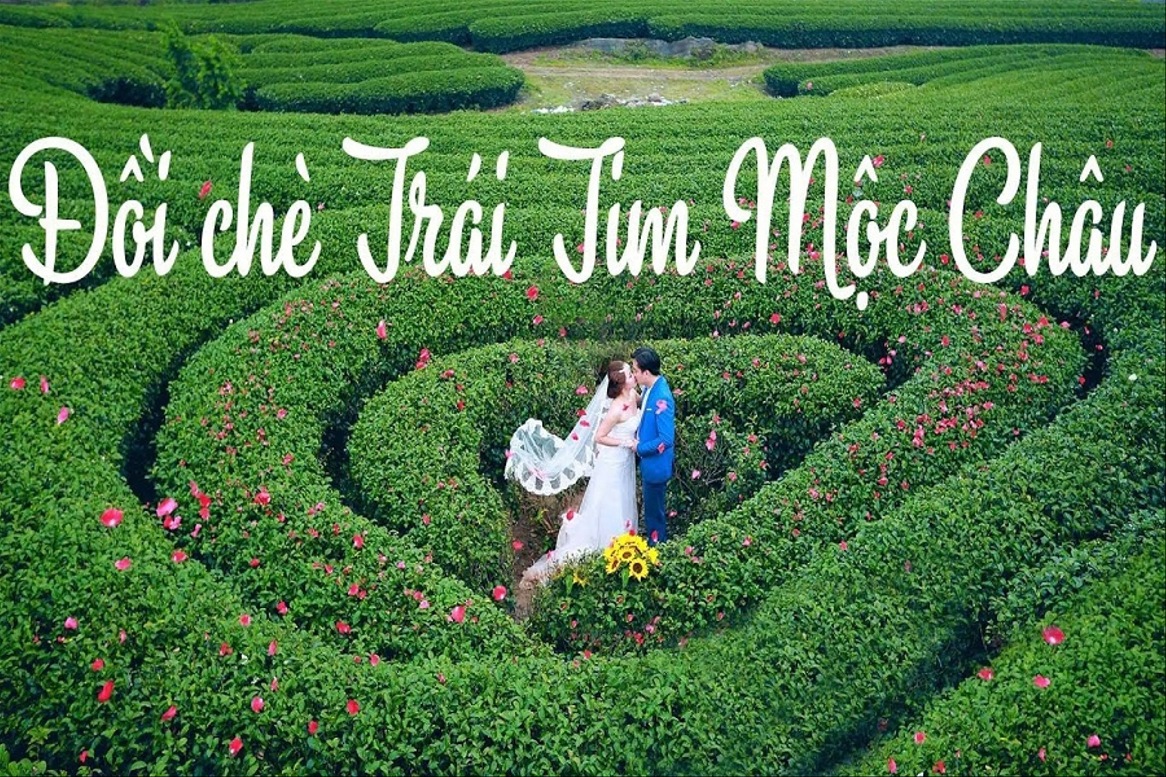Mộc Châu - Lộng gió tươi lành giữa thảo nguyên xanh