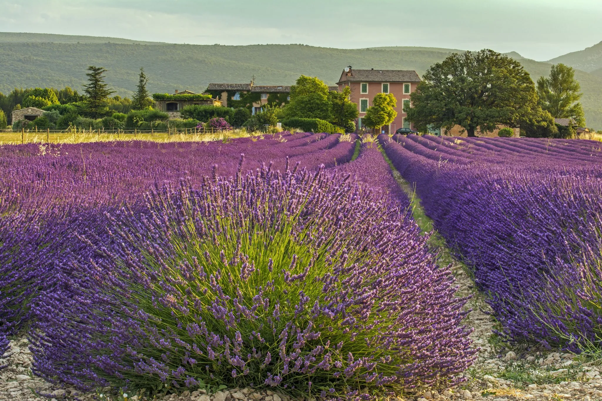 Sustainable Tourism: Respecting the Lavender Fields