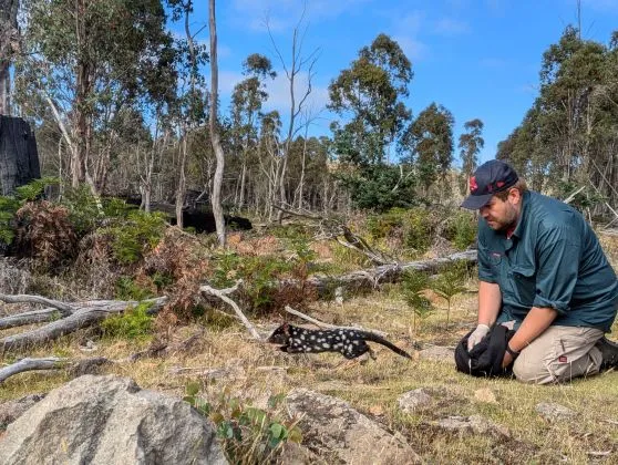 Sustainability and Conservation Efforts in Tasmania