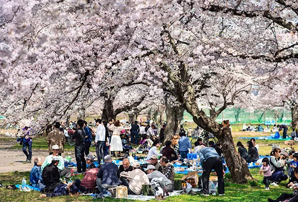 Thời điểm lý tưởng để tham gia lễ hội Hanami