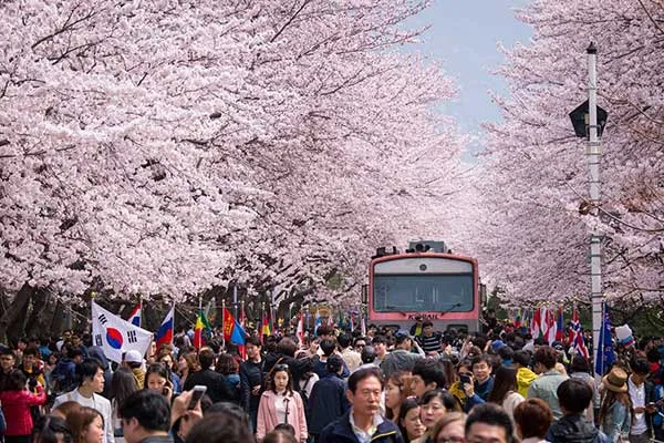 Những hoạt động thú vị trong lễ hội hoa anh đào Jinhae