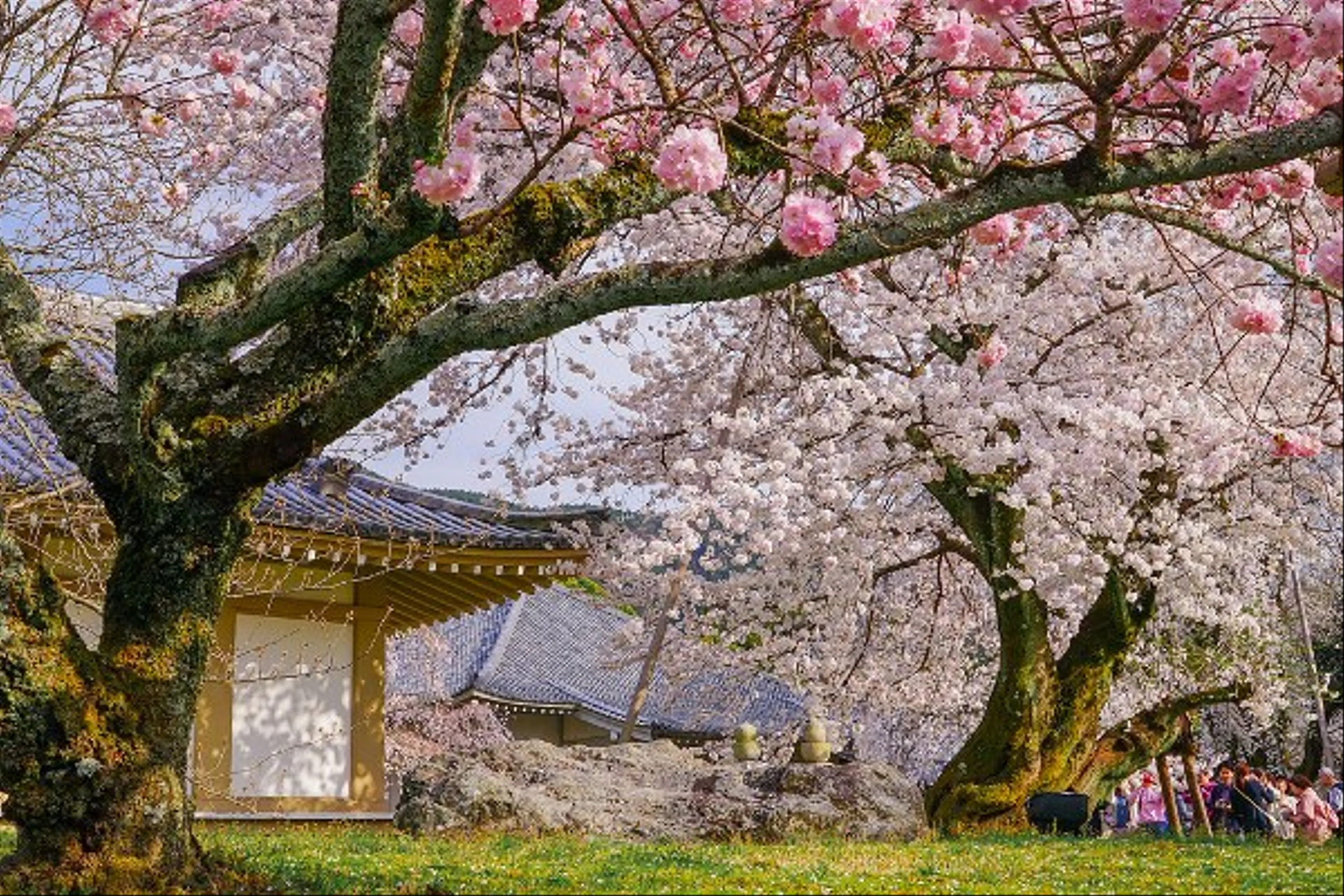 Ngỡ ngàng trước sắc hoa anh đào ở Kyoto mùa xuân