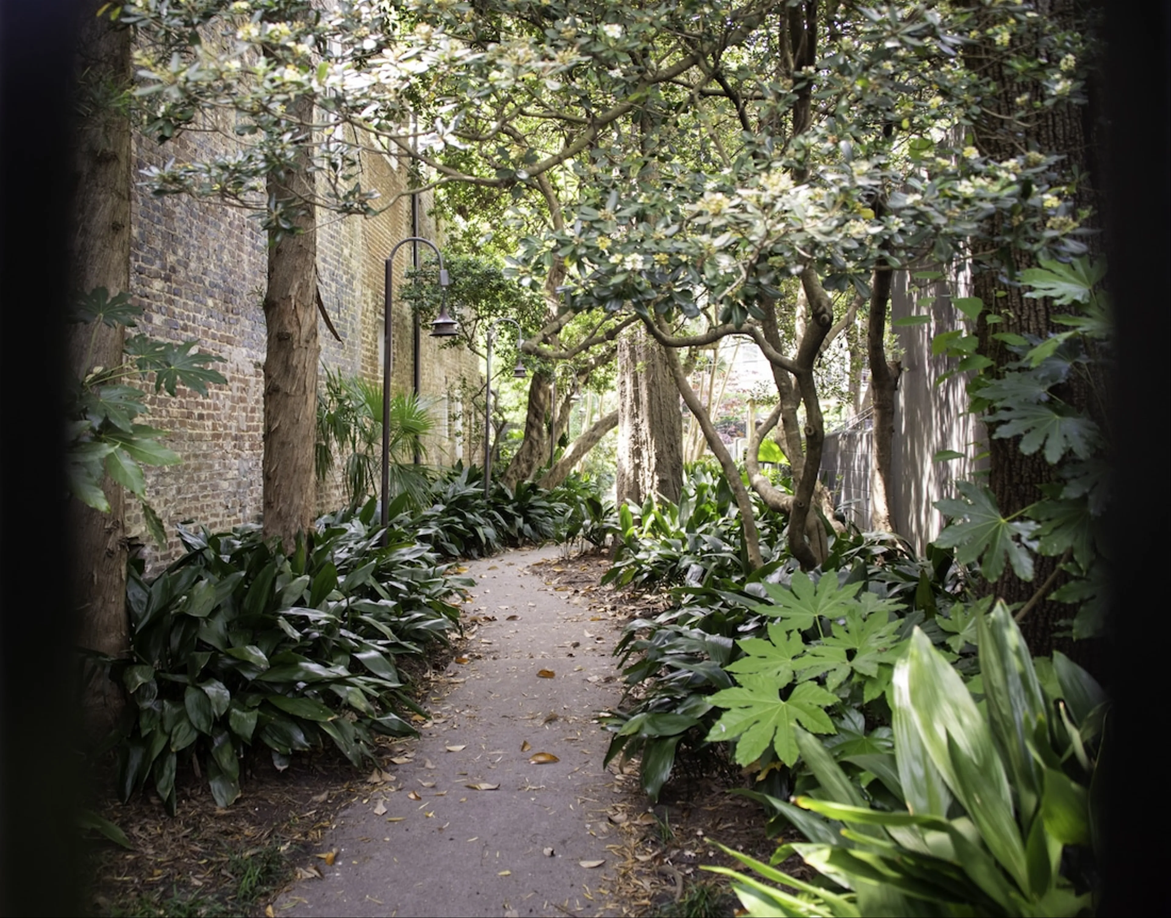 A Local's Guide to the Hidden Gardens of Charleston, South Carolina