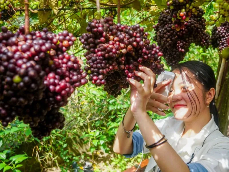 Mẹo và lưu ý khi tham quan vườn nho