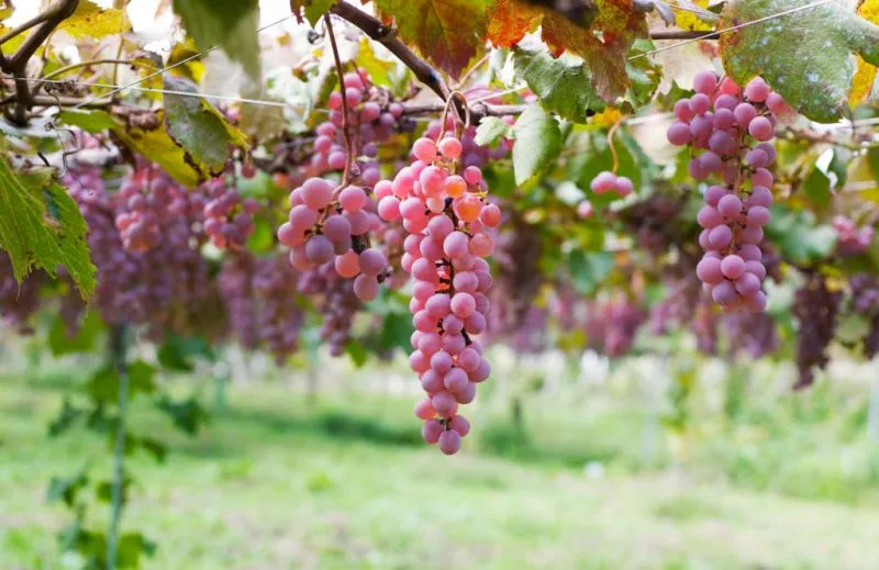 Giới thiệu về Vườn Nho Koshu