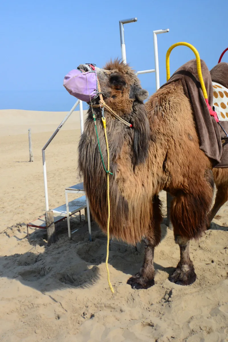 Unique Flora and Fauna of the Tottori Desert