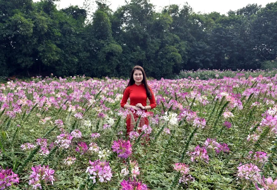 Hoạt động thú vị khi tham quan cánh đồng hoa