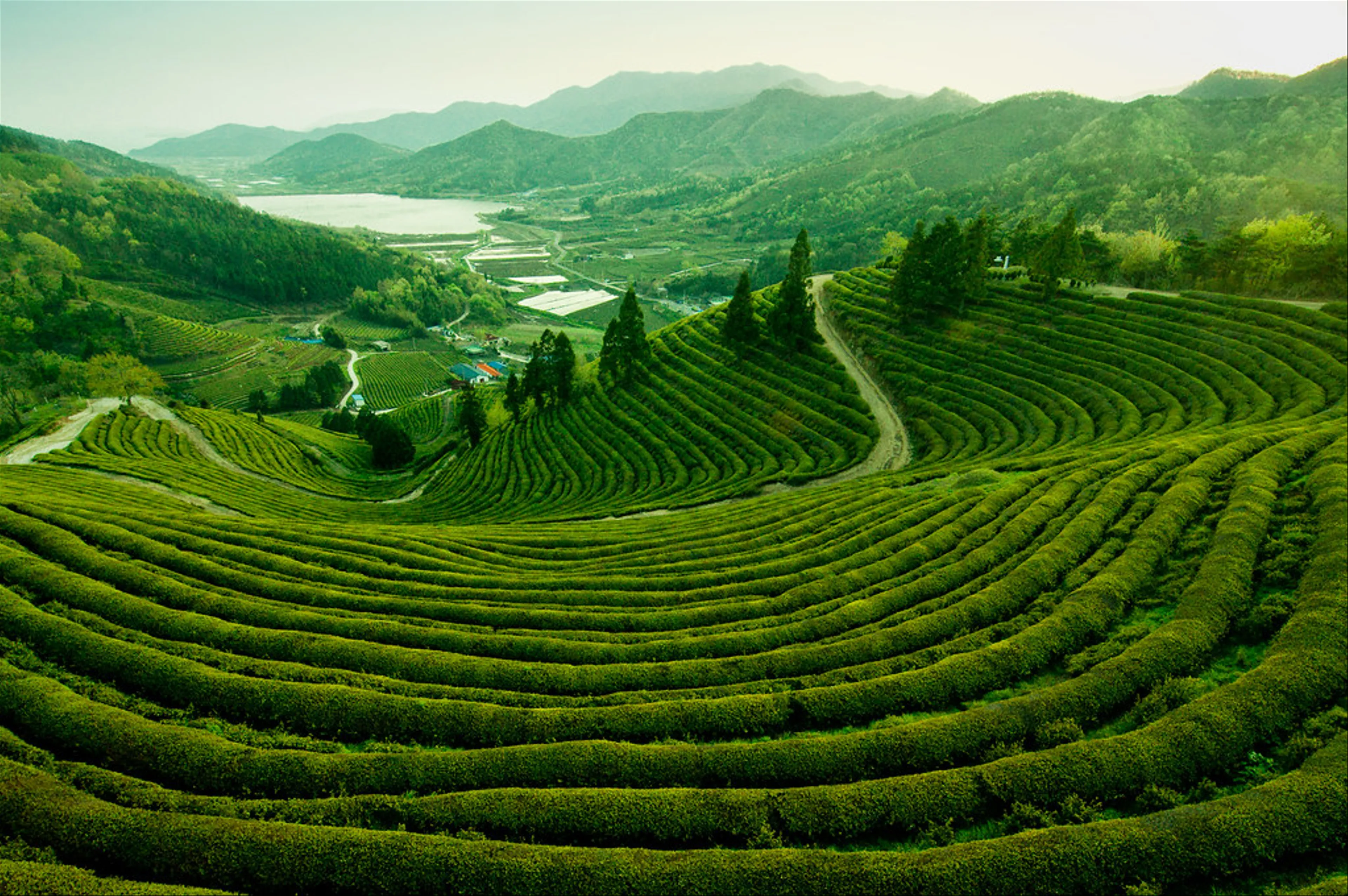 Discover the Tranquility of Boseong's Lush Green Tea Plantations