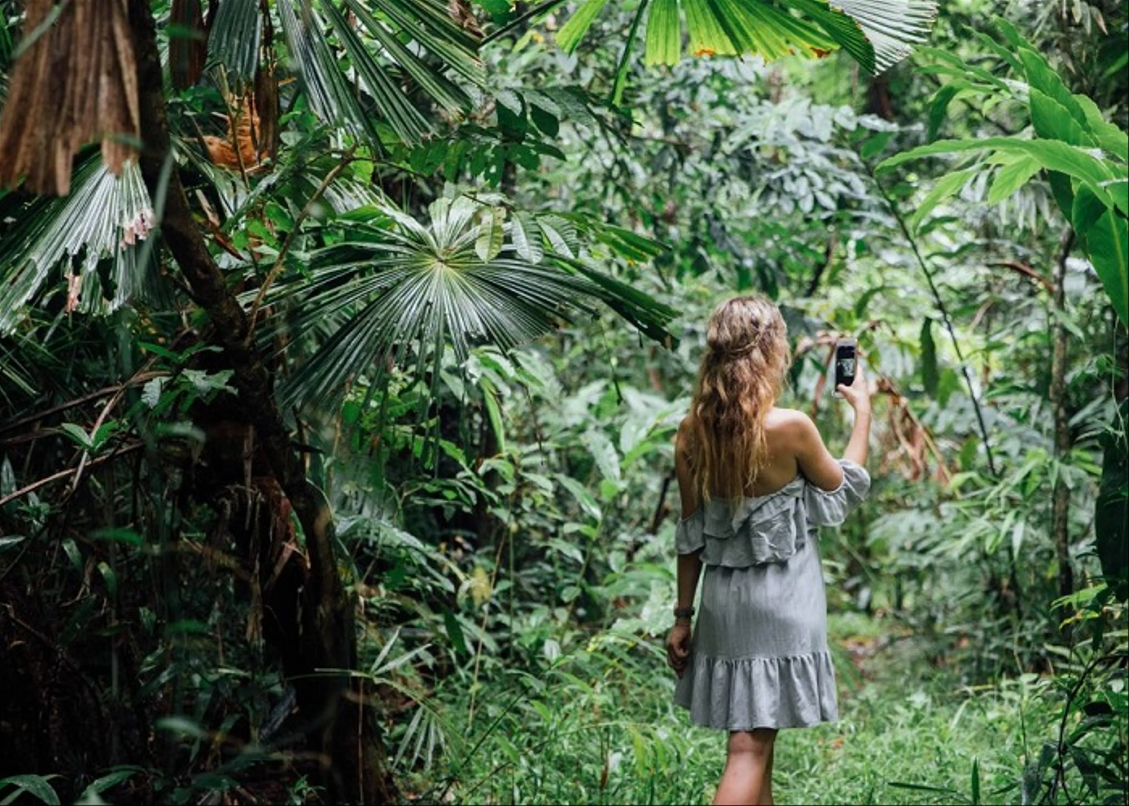 Trải Nghiệm Phiêu Lưu Đêm Ở Rừng Nhiệt Đới Daintree, Queensland