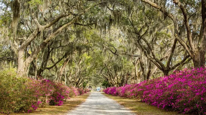 Lưu Ý Khi Du Lịch Savannah