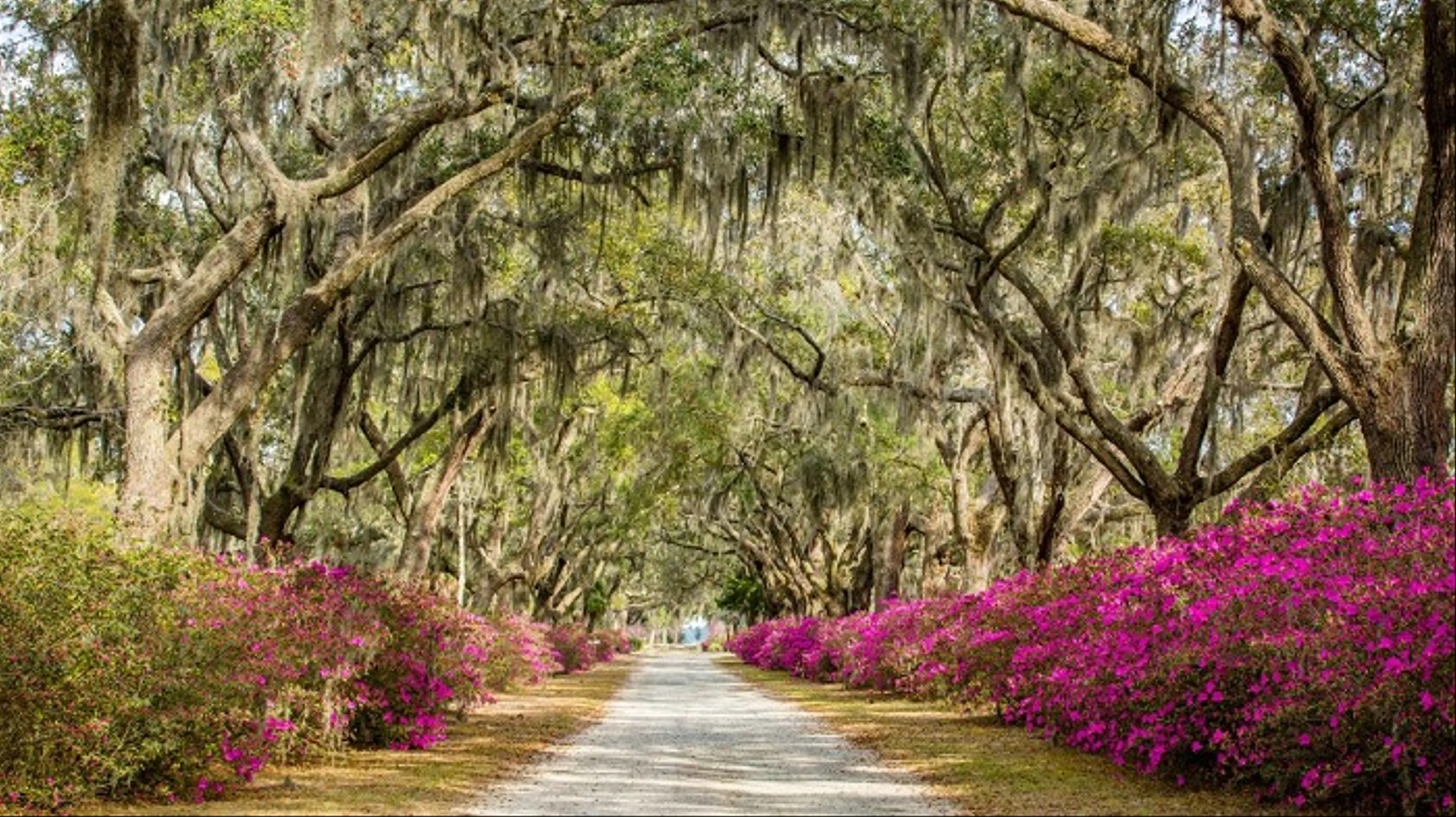 Khám Phá Phố Cổ Savannah: Linh Hồn Lịch Sử Miền Nam Hoa Kỳ