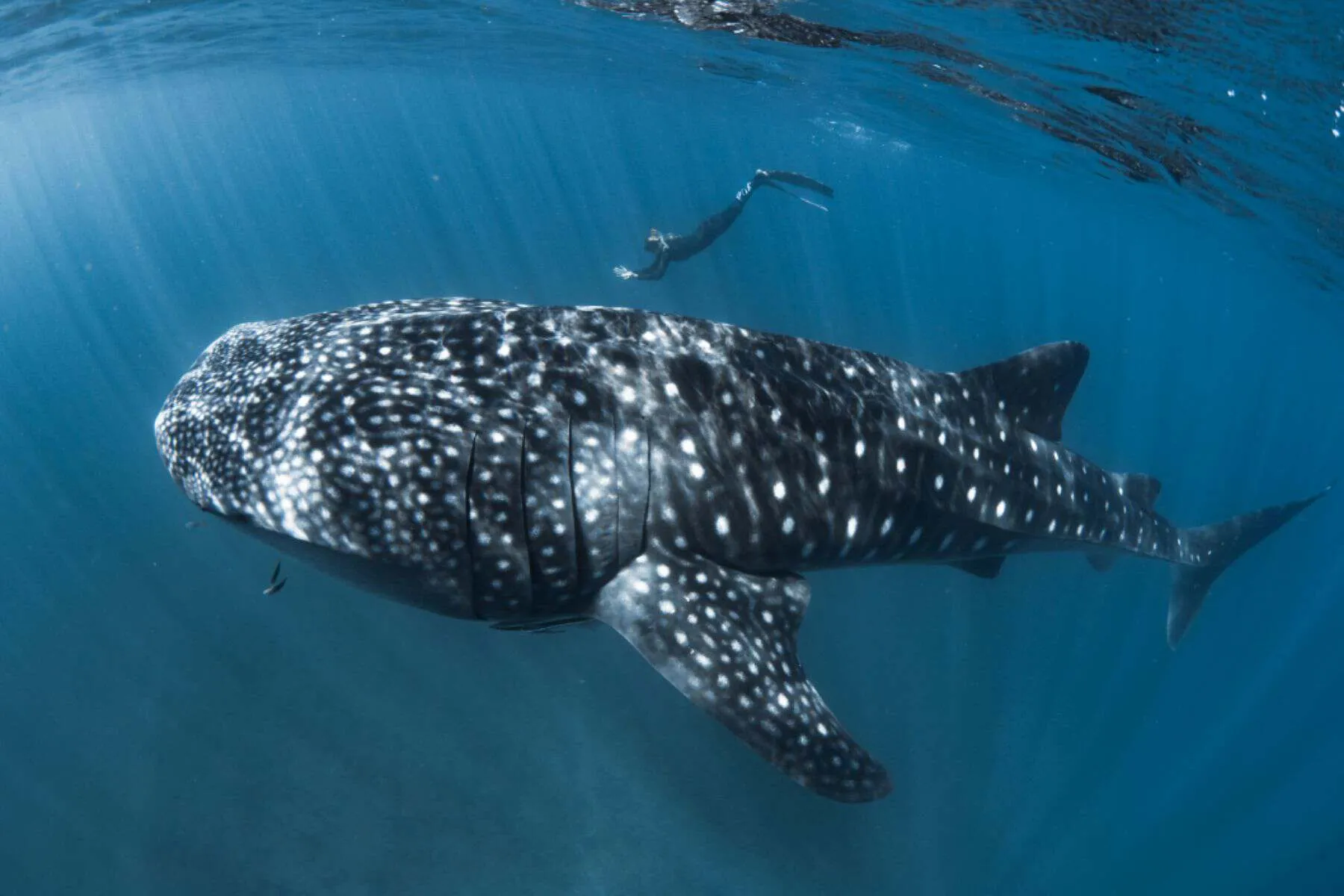 Best Time to Visit Ningaloo Reef for Diving
