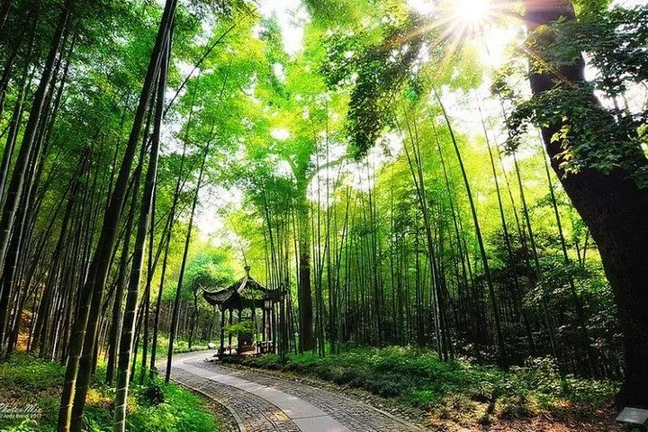 Discover the Serenity of Yunxi Bamboo Forest