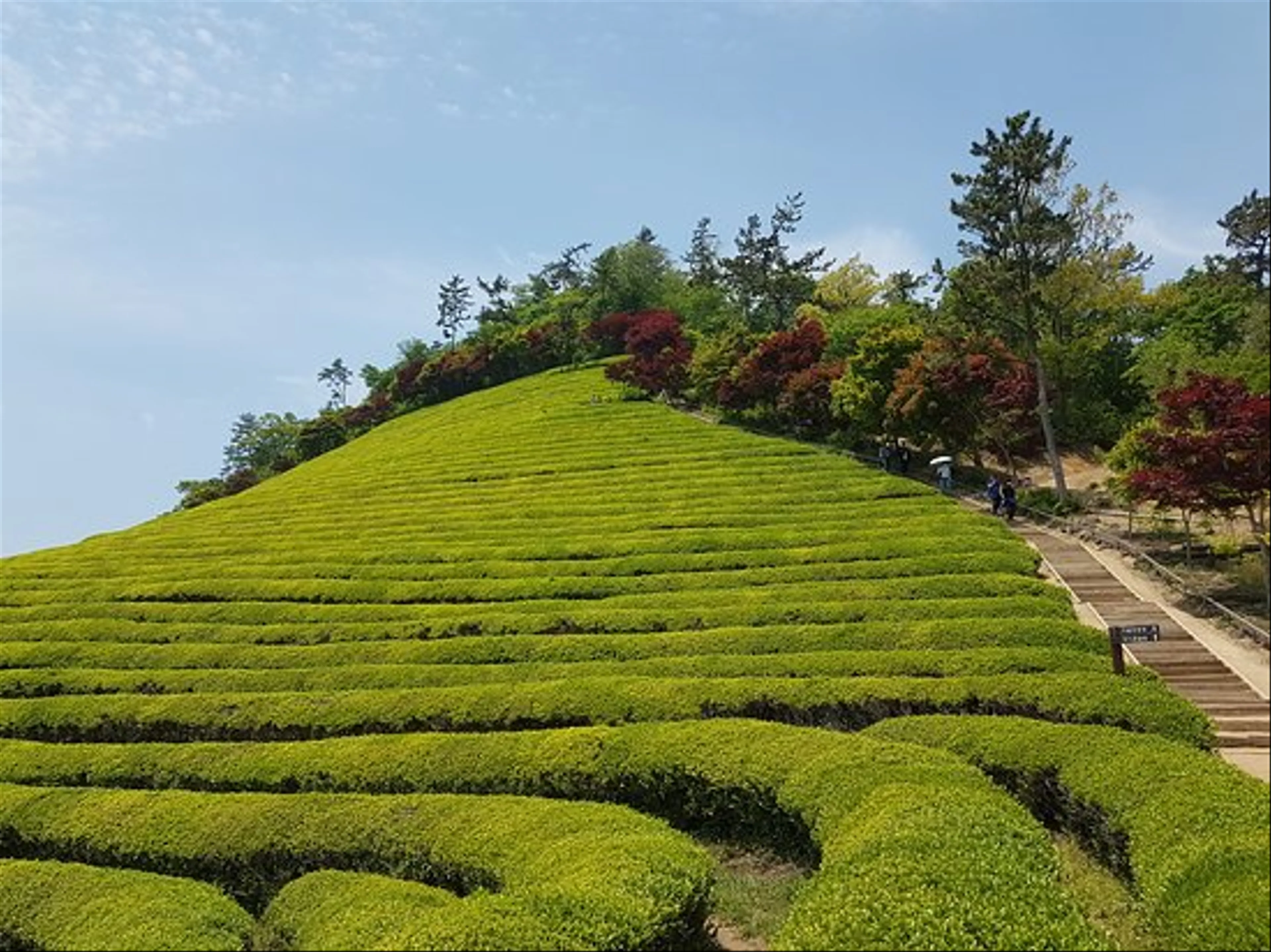 Uncovering the Tranquil Beauty of Boseong Green Tea Fields: A Journey Through Verdant Landscapes