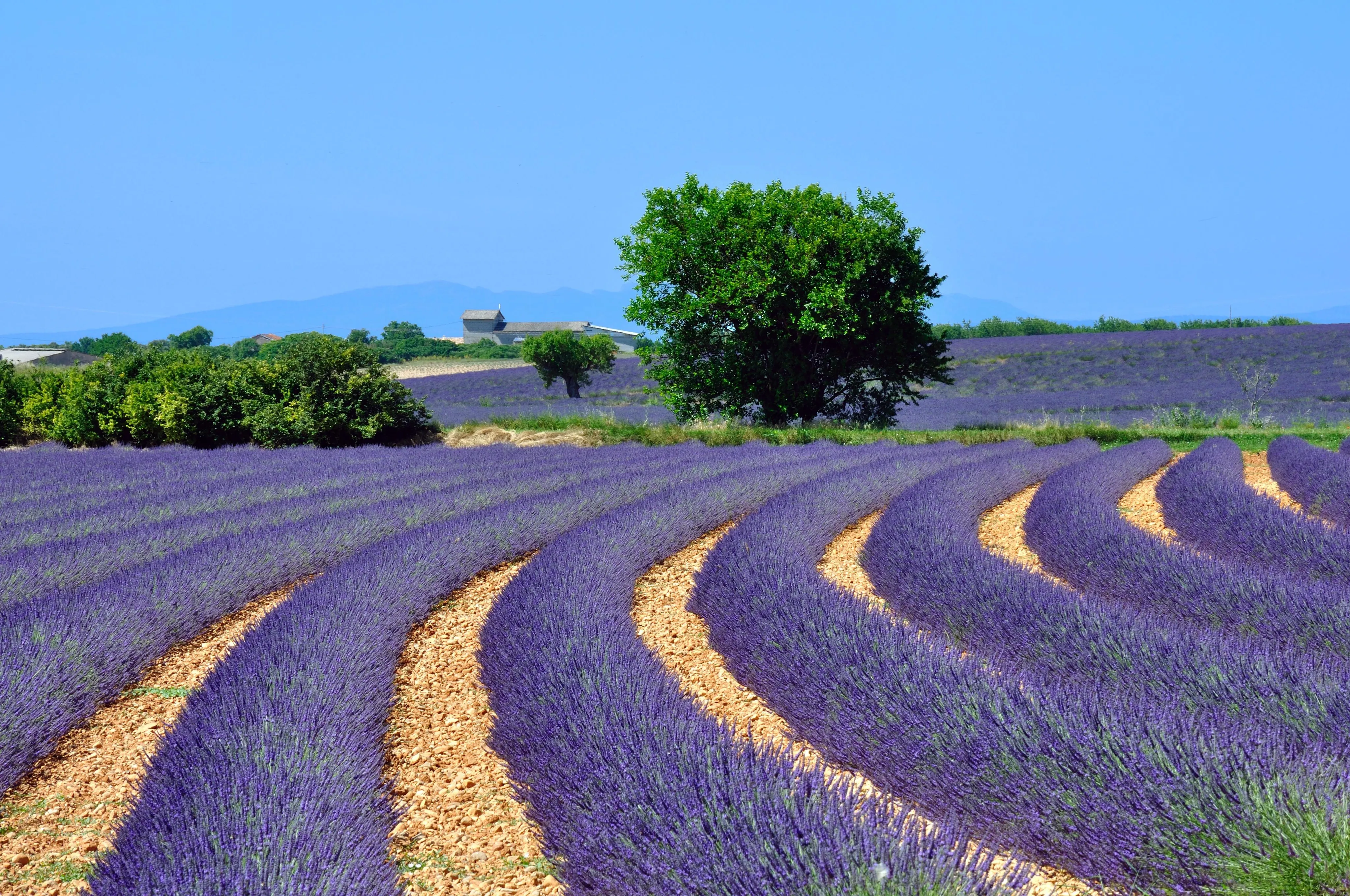The Role of Local Flora in Grasse's Perfume Heritage