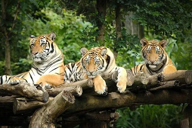 Chiang Mai Night Safari Tour including Round-Trip Transfer 2023