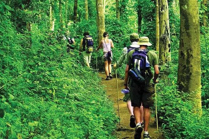 Navigating the Jungle: Guided Tours vs. Solo Exploration