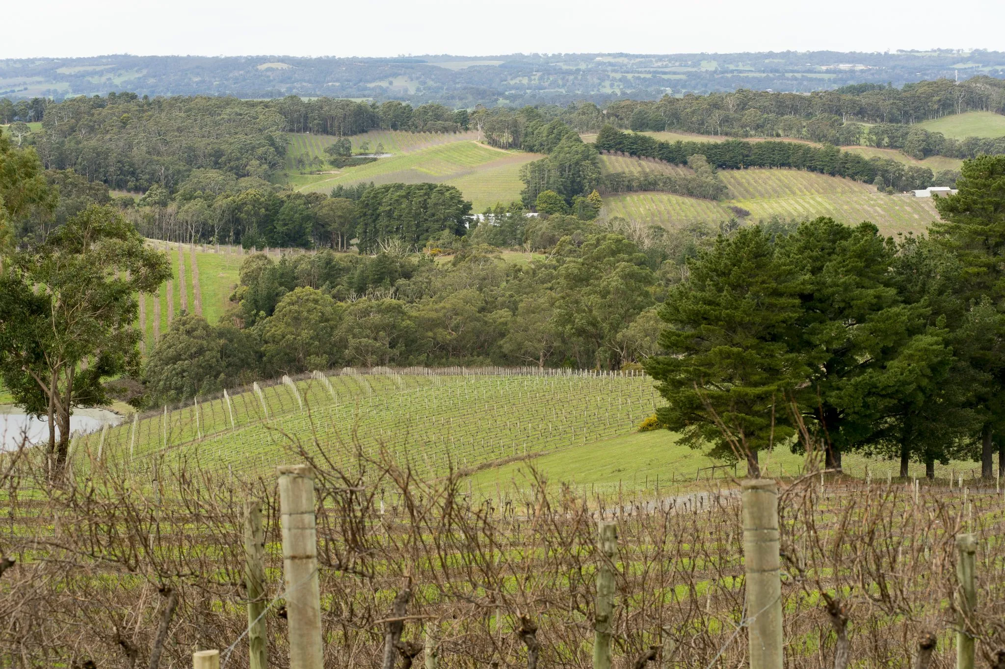 Introduction to Adelaide Hills Wine Regions