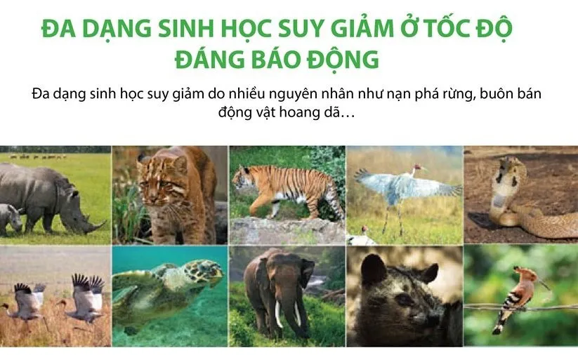 Đa Dạng Sinh Học Và Những Loài Đặc Trưng