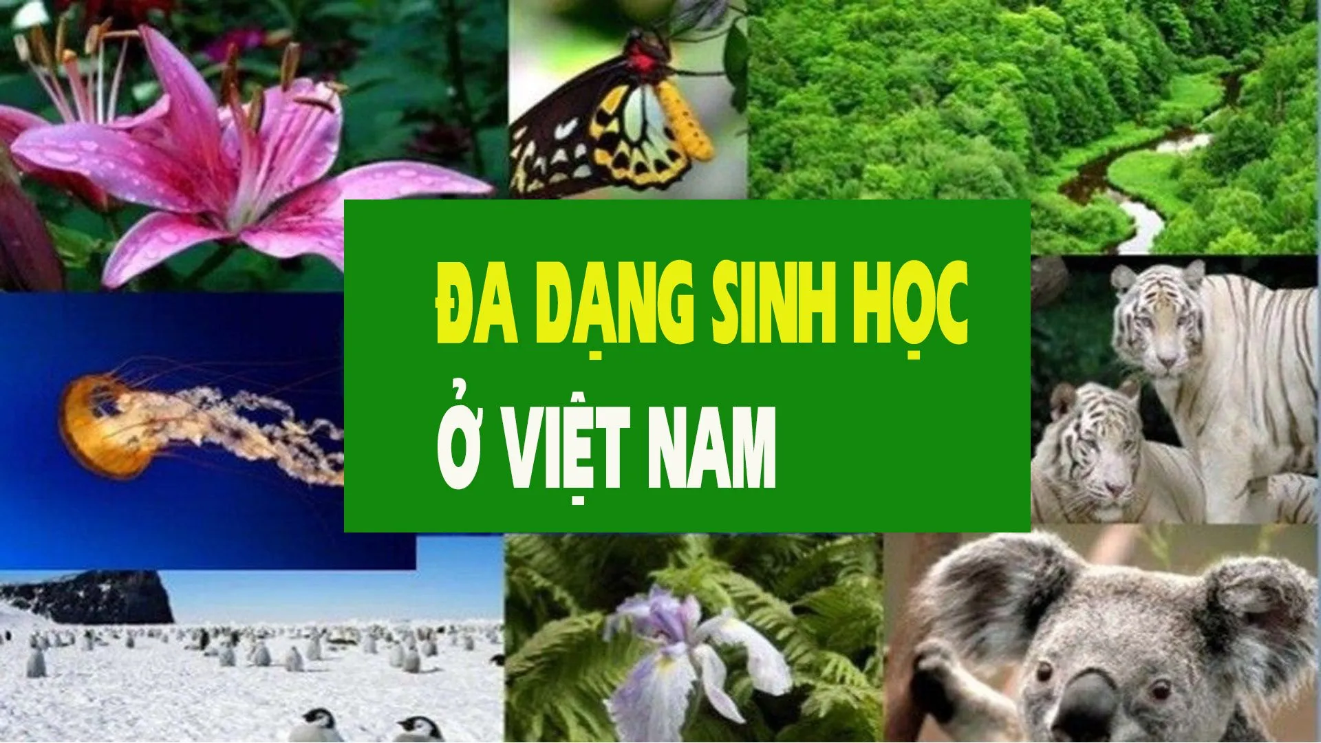 Hệ sinh thái đa dạng và động thực vật quý hiếm