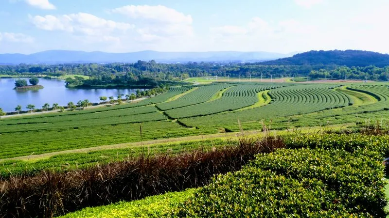 Singha Park Chiang Rai: Agritourism Parkland | Olsen Tours