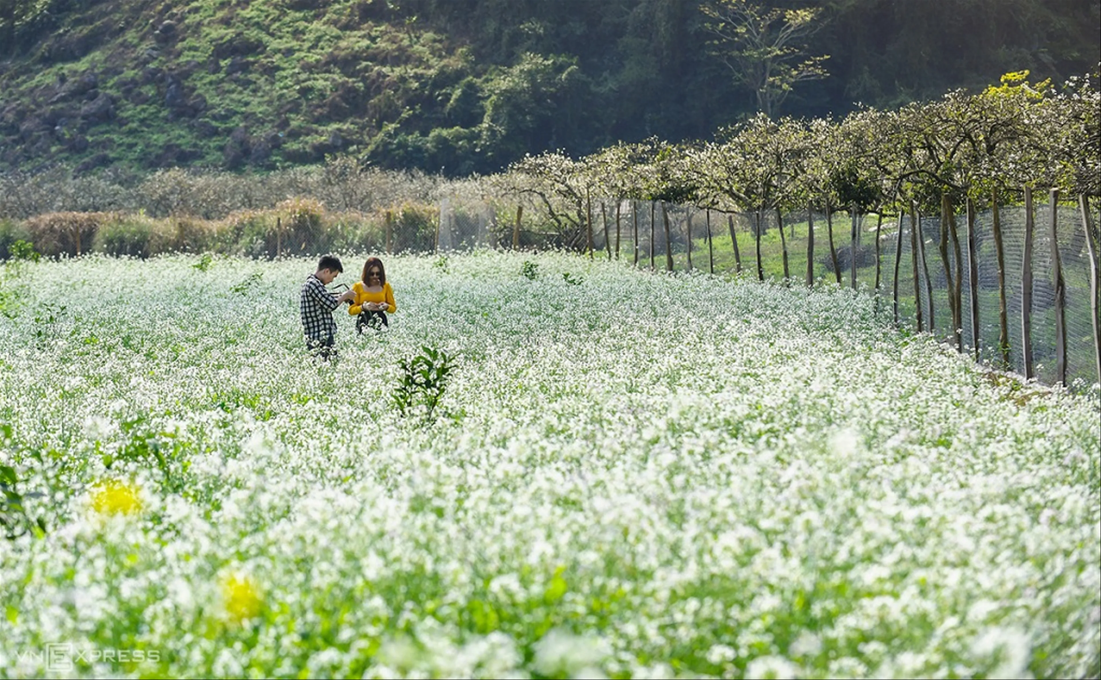 Khám Phá Thung Lũng Mộc Châu: Thiên Đường Hoa Cải Trắng Việt Nam