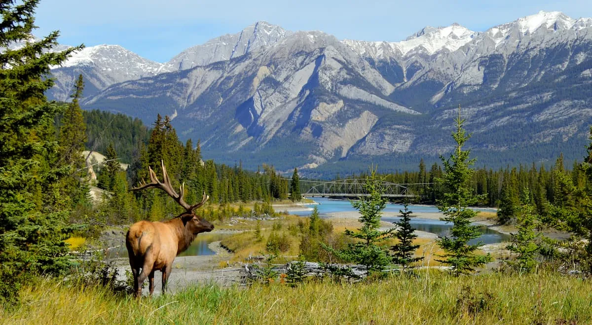 Wildlife Watching: Majestic Creatures of the Rockies