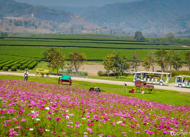 Singha Park (Boon Rawd Farm), Chiang Rai