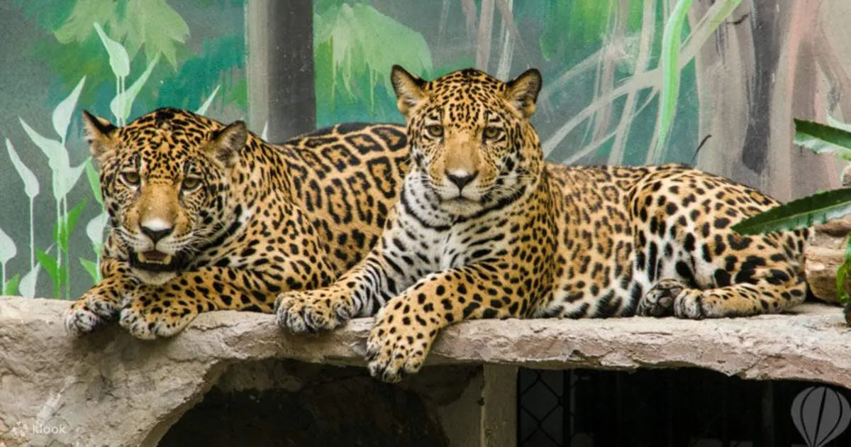 Khao Kheow Open Zoo - Klook