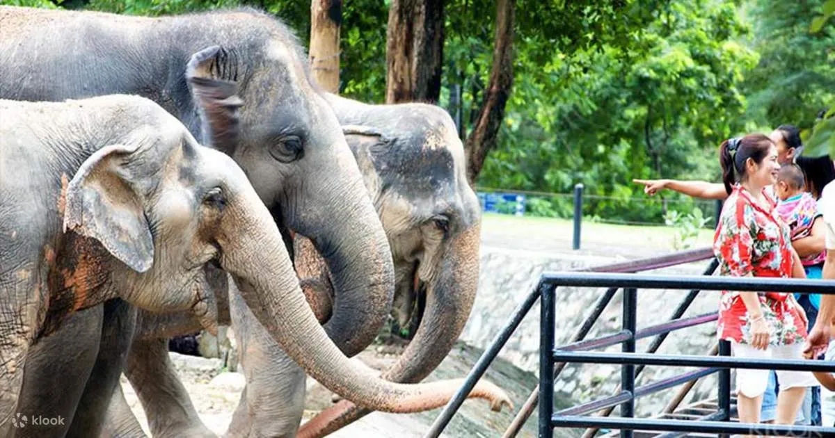 Khao Kheow Open Zoo - Klook