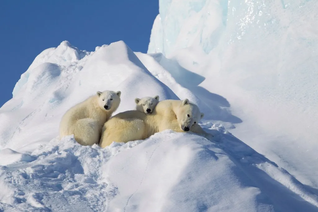 Adventures in the Canadian Arctic
