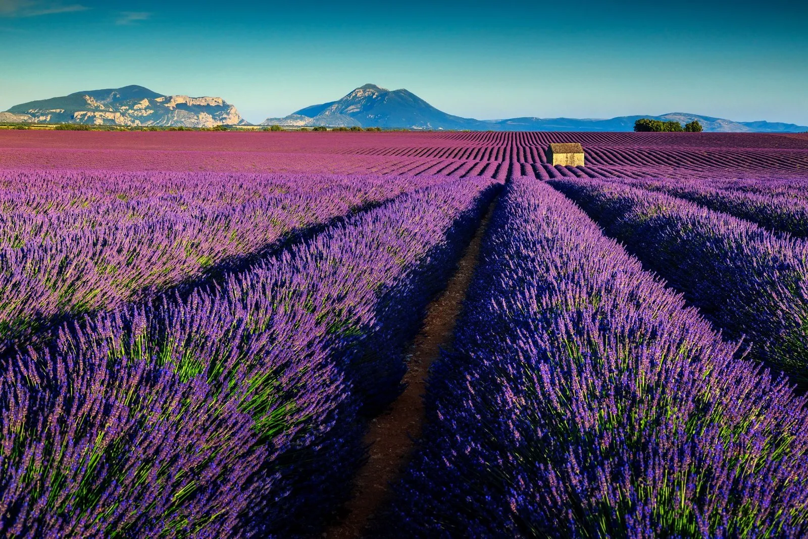A Walk Through the Fields: What to See and Do