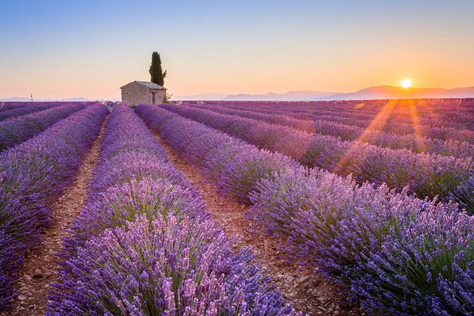 Tips for Capturing the Perfect Lavender Field Photos