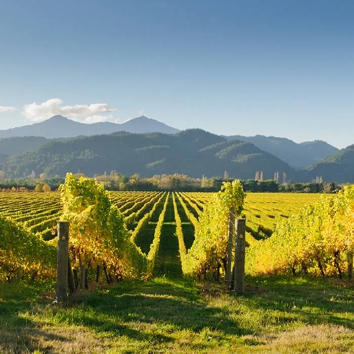Introduction to Sonoma County's Wine Heritage