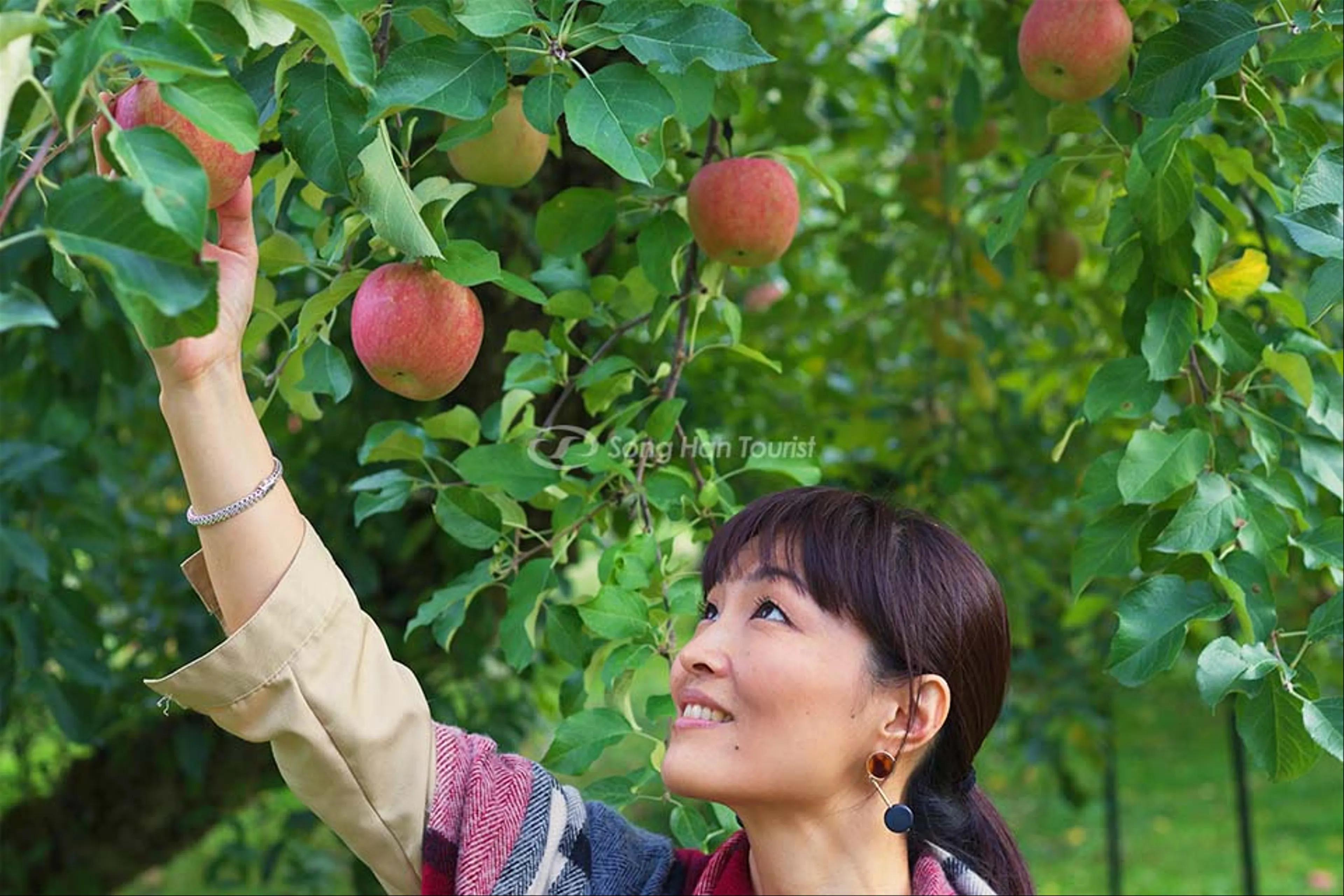 Hái Táo Tại Aomori: Trải Nghiệm Vườn Trái Cây Độc Đáo Ở Nhật Bản