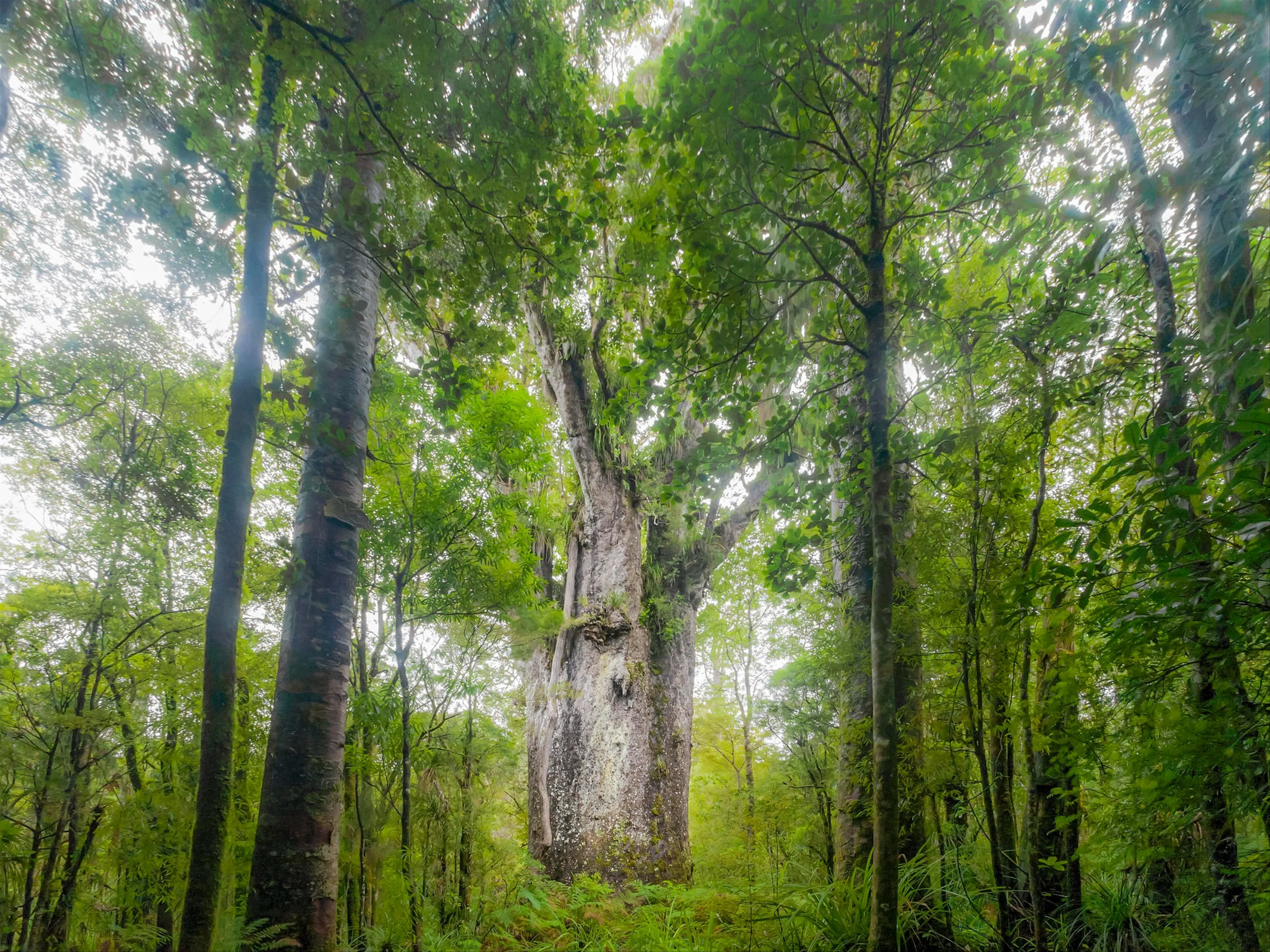 New Zealand