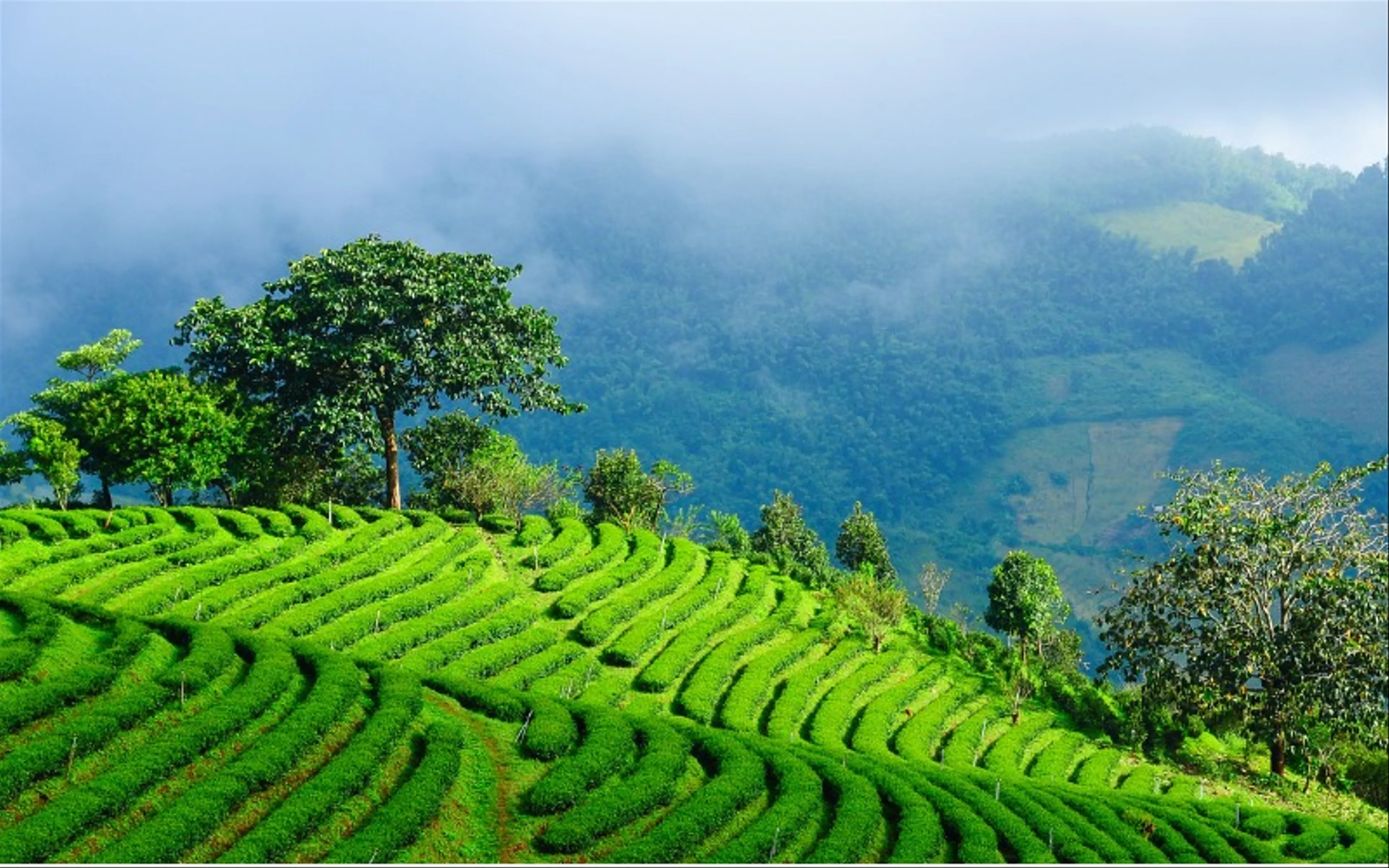 Chau Duc District