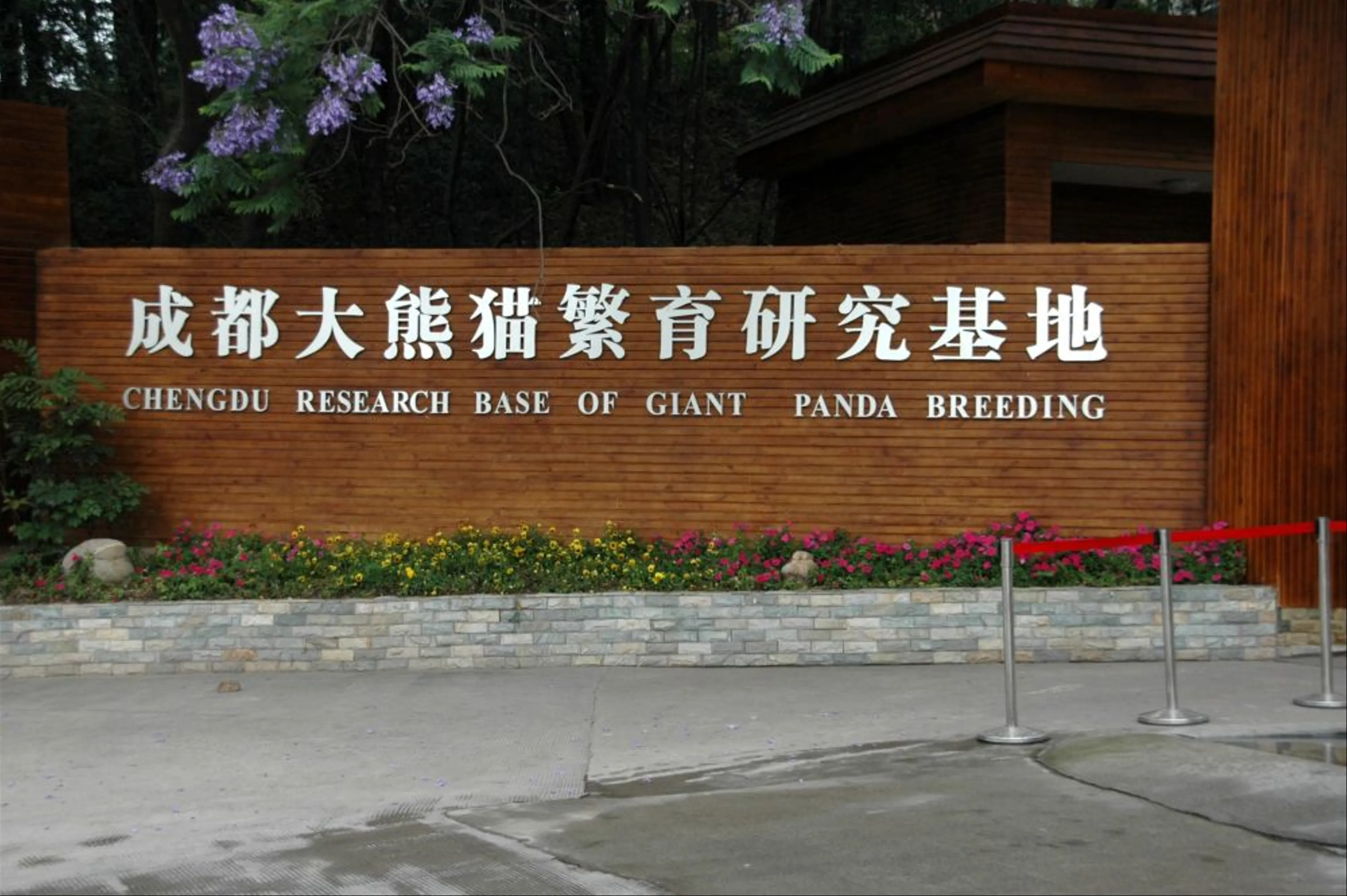 Chengdu Research Base of Giant Panda Breeding – Visitor Guide