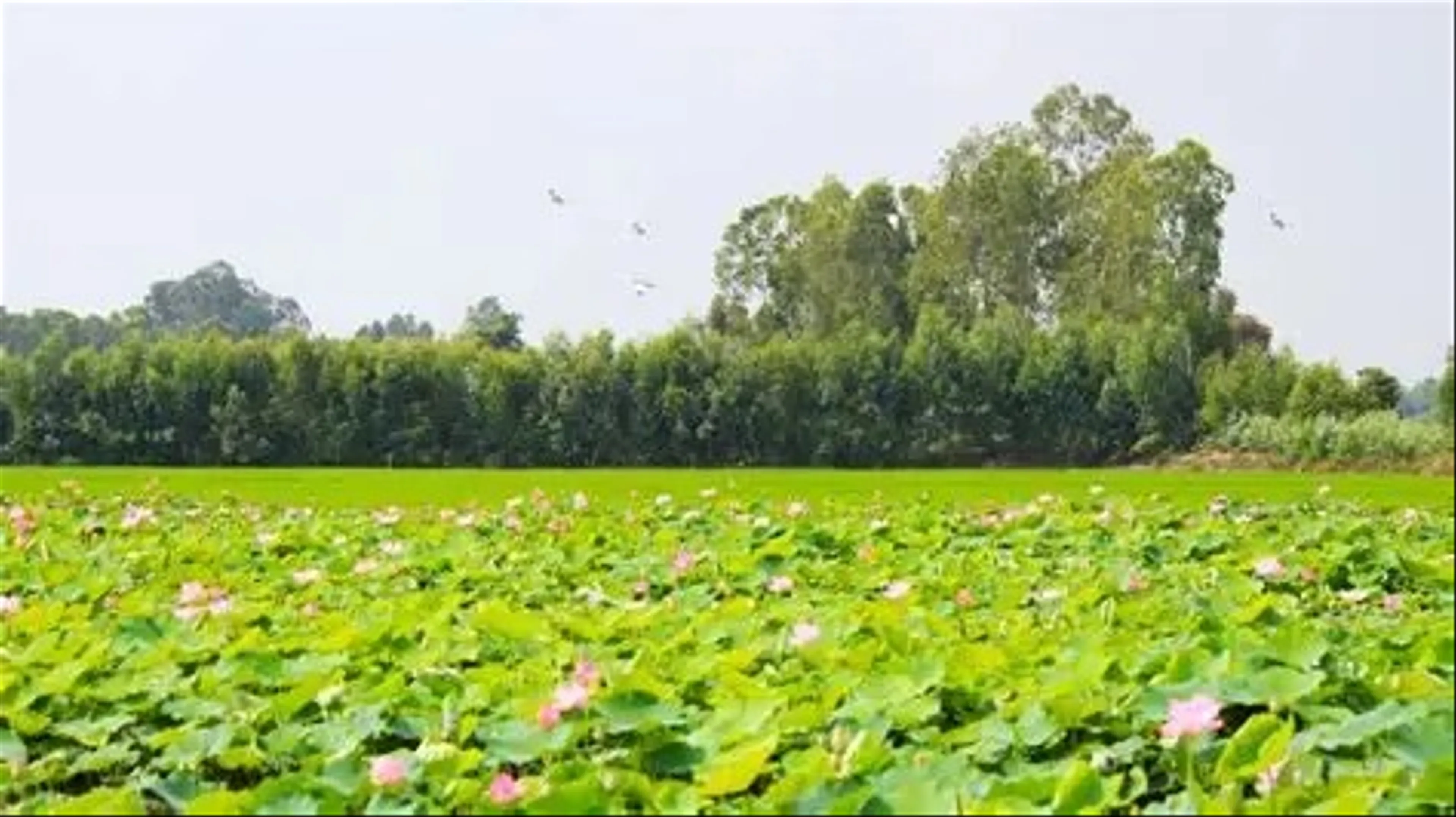 Thành phố Sa Đéc