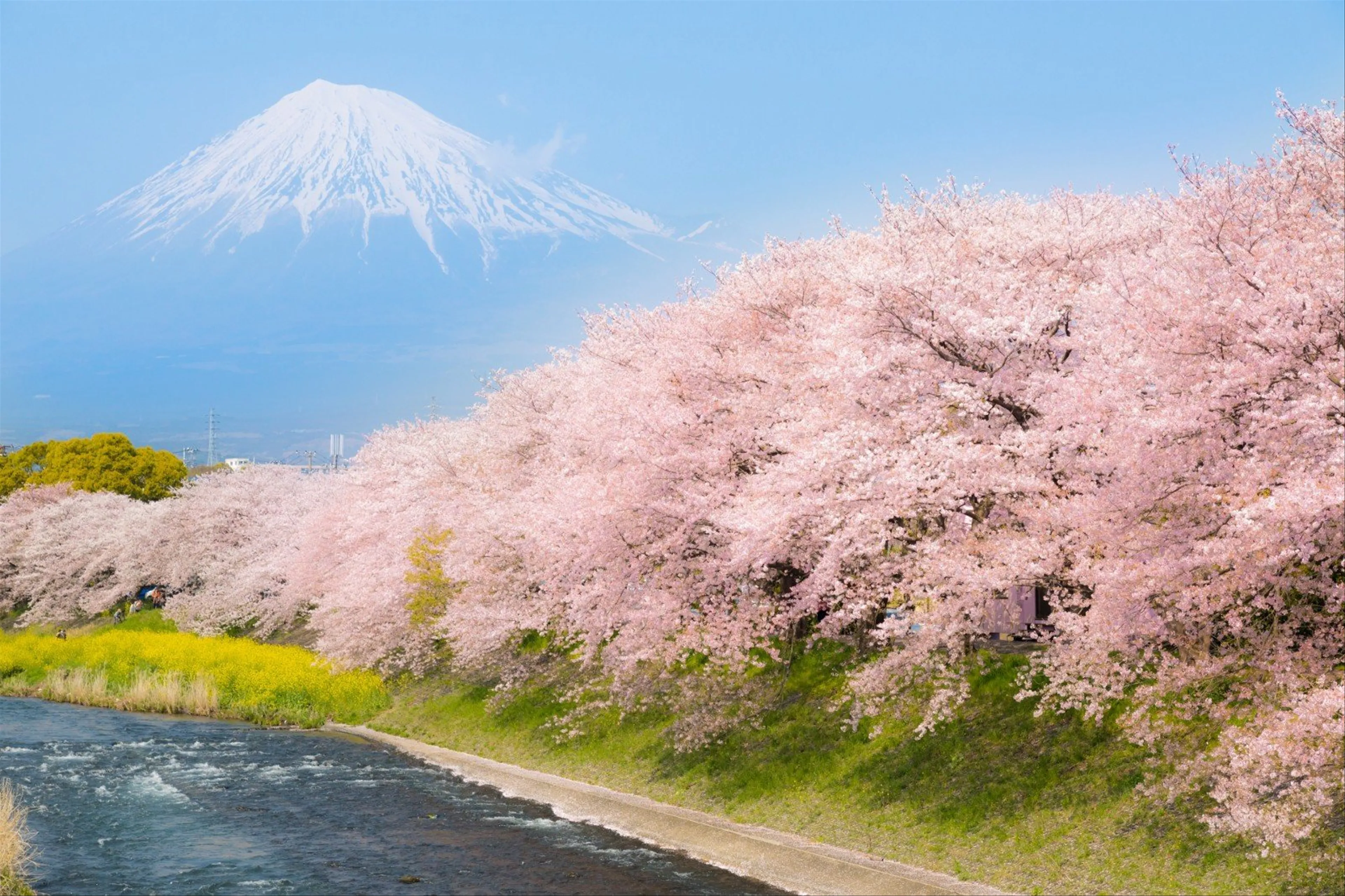 Top 5 Địa Điểm Ngắm Hoa Anh Đào Đẹp Nhất Ở Kyoto
