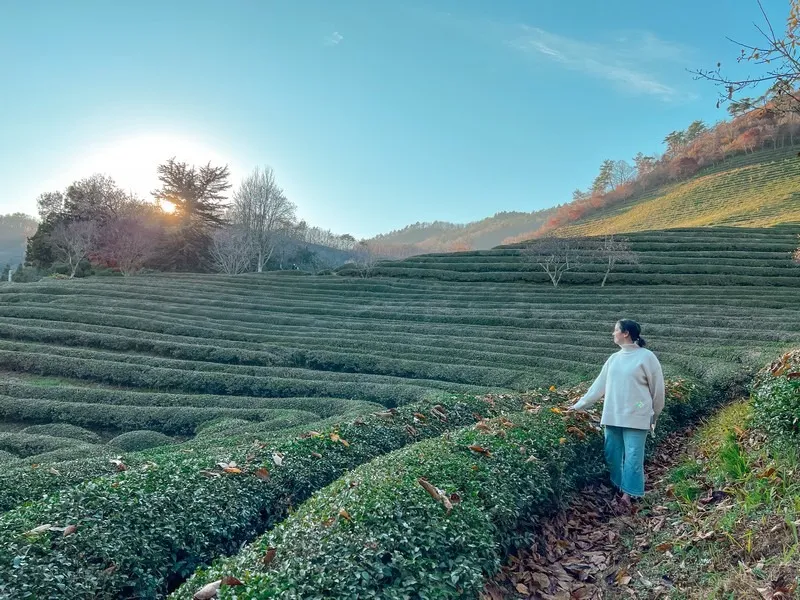 Seasonal Beauty: Green Tea Festivals and Events