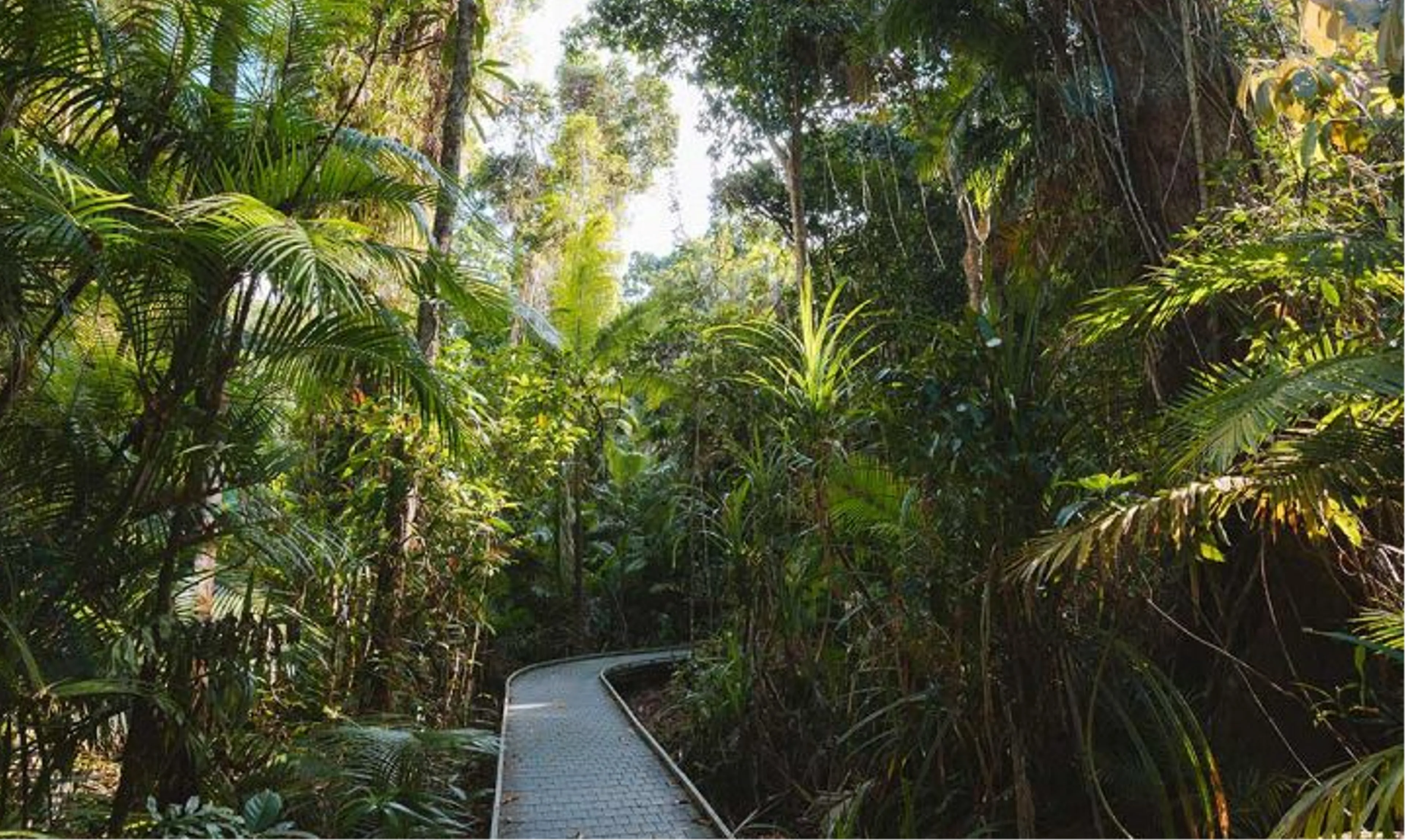 Unveiling the Magic of the Daintree Rainforest: A Guided Journey Through Nature's Masterpiece