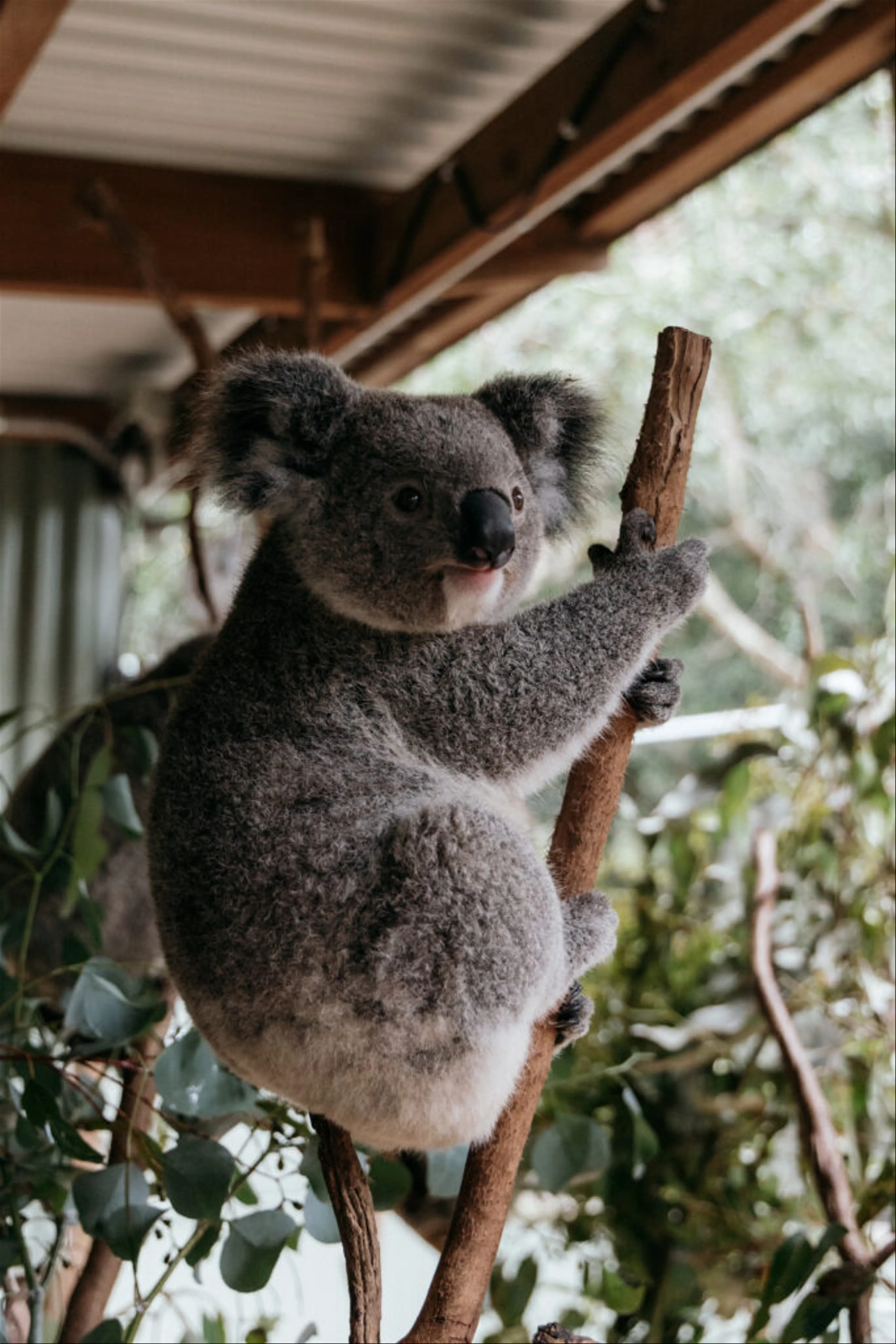 Khám Phá Thế Giới Kỳ Diệu Của Loài Koala Tại Công Viên Featherdale, Sydney