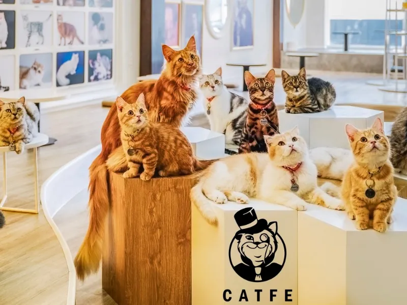 Những Quán Cà Phê Mèo Nổi Bật Khác Ở Tokyo