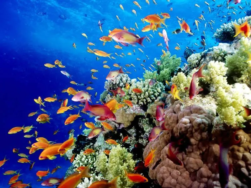 Lời khuyên và mẹo du lịch khi đến Great Barrier Reef