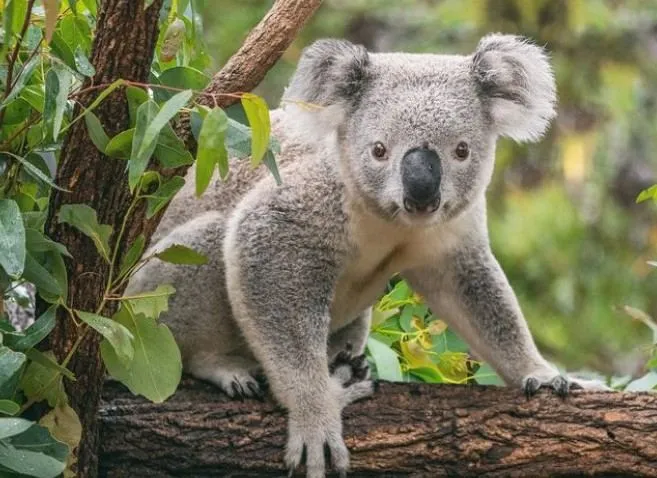 Loài koala và môi trường sống tự nhiên