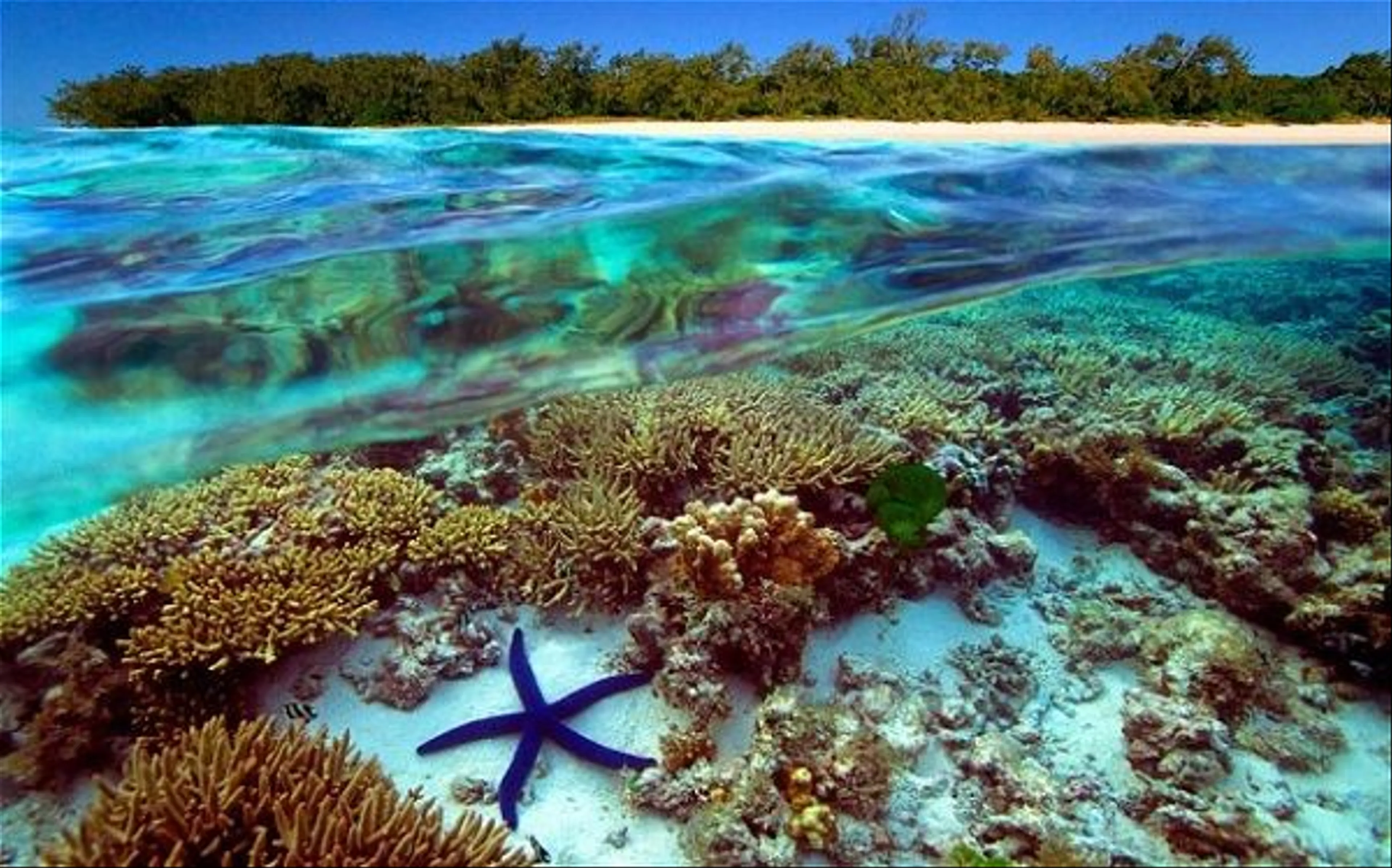 Thám Hiểm Rạn San Hô Great Barrier: Kỳ Quan Thiên Nhiên Của Úc