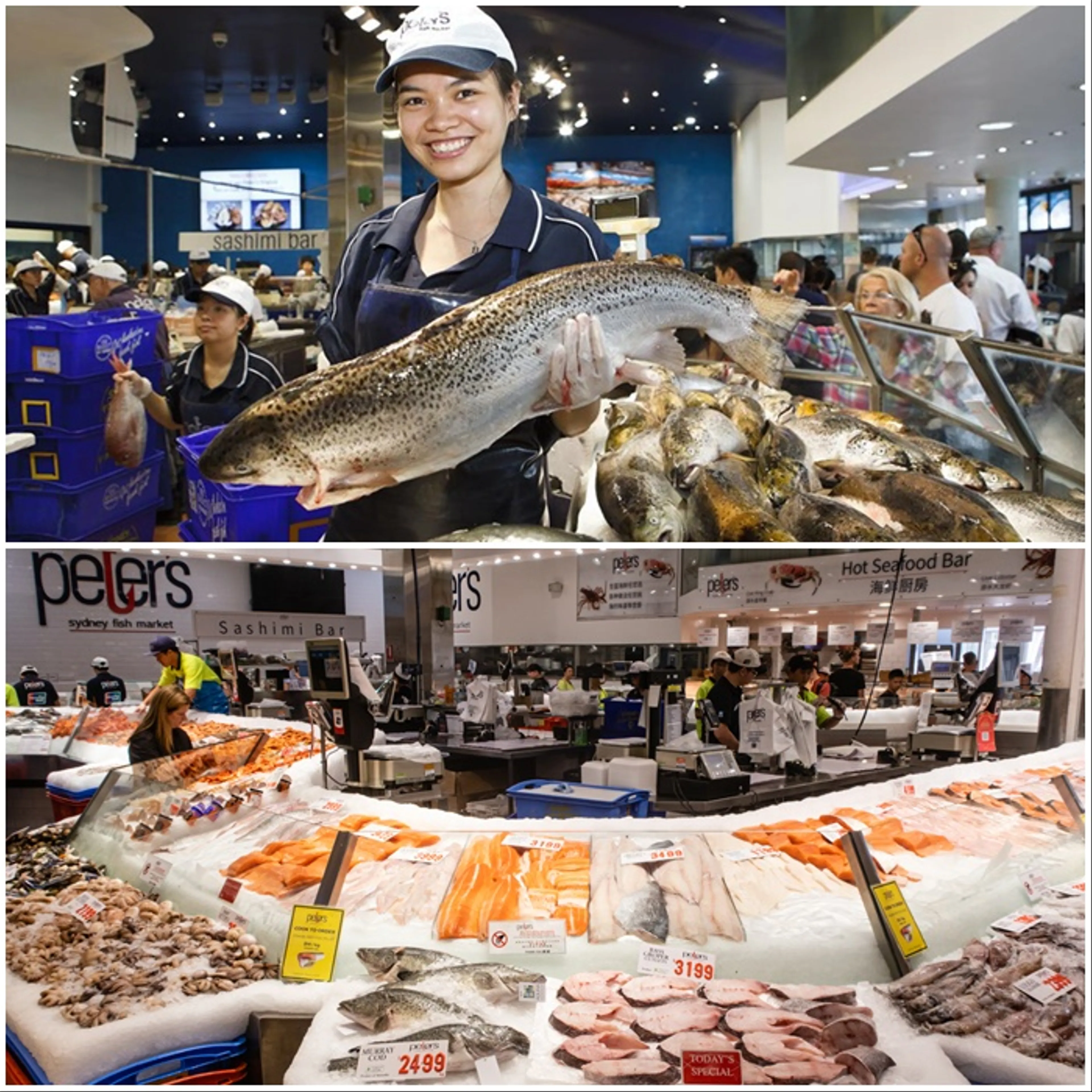 Chợ Cá Sydney: Thiên Đường Hải Sản Tươi Ngon Giữa Lòng Thành Phố