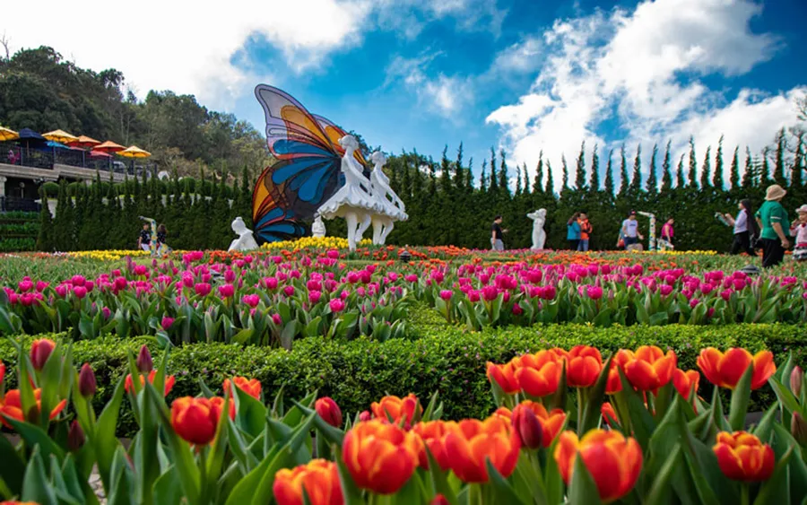 Ý nghĩa văn hóa và quốc tế của Lễ hội Hoa Tulip