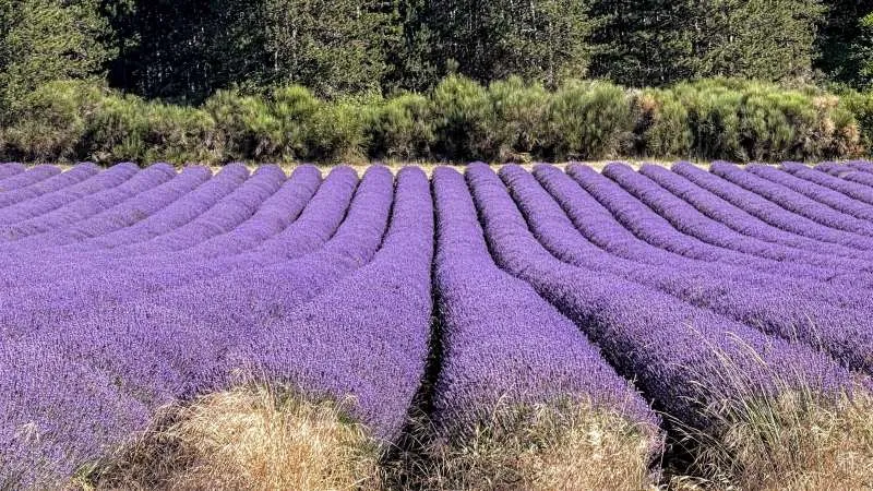 Cultural Insights: The History and Significance of Lavender in Provence
